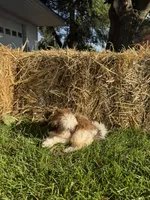 Skie, a female Shih Tzu for sale in Shipshewana, IN – 2 of 5