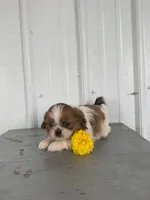 Sally, a female Shih Tzu for sale in Shipshewana, IN – 3 of 6