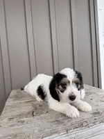 Chester, a male Beagle and Poodle - Toy  for sale in Shipshewana, IN – 4 of 6