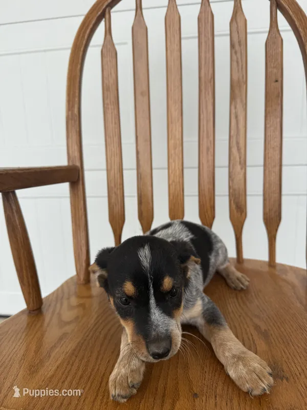Jade – Australian Cattle Dog, Beagle puppy for sale in Shipshewana, IN