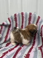 Gracie , a female Shih Tzu for sale in Shipshewana, IN – 6 of 6