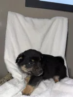 Hunter, a male American Eskimo and Australian Shepherd for sale in Shipshewana, IN – Photo 2 of 5