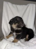 Hunter, a male American Eskimo and Australian Shepherd for sale in Shipshewana, IN – Photo 3 of 5