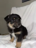 Hunter, a male American Eskimo and Australian Shepherd for sale in Shipshewana, IN – Photo 1 of 5