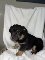 Hunter, a male American Eskimo and Australian Shepherd for sale in Shipshewana, IN – Photo 4 of 5