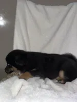 Hunter, a male American Eskimo and Australian Shepherd for sale in Shipshewana, IN – Photo 5 of 5