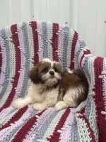 Poppy, a female Shih Tzu for sale in Shipshewana, IN – 4 of 6