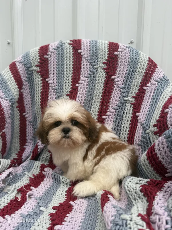 Travis – Shih Tzu puppy for sale in Shipshewana, IN
