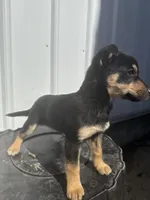 Malachi, a male Cavalier King Charles Spaniel and Miniature Pinscher for sale in Shipshewana, IN – Photo 3 of 6