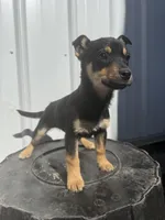 Malachi, a male Cavalier King Charles Spaniel and Miniature Pinscher for sale in Shipshewana, IN – Photo 6 of 6