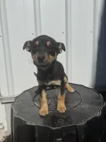 Malachi, a male Cavalier King Charles Spaniel and Miniature Pinscher for sale in Shipshewana, IN – Photo 4 of 6