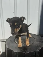 Malachi, a male Cavalier King Charles Spaniel and Miniature Pinscher for sale in Shipshewana, IN – Photo 5 of 6