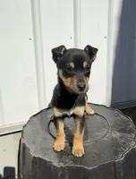 Malachi, a male Cavalier King Charles Spaniel and Miniature Pinscher for sale in Shipshewana, IN – Photo 1 of 6