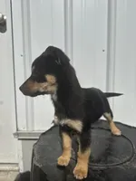 Malachi, a male Cavalier King Charles Spaniel and Miniature Pinscher for sale in Shipshewana, IN – Photo 2 of 6