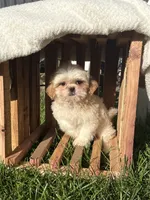 Issac, a male Shih Tzu for sale in Shipshewana, IN – 3 of 7