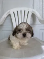 Louie, a male Shih Tzu for sale in Shipshewana, IN – 4 of 5
