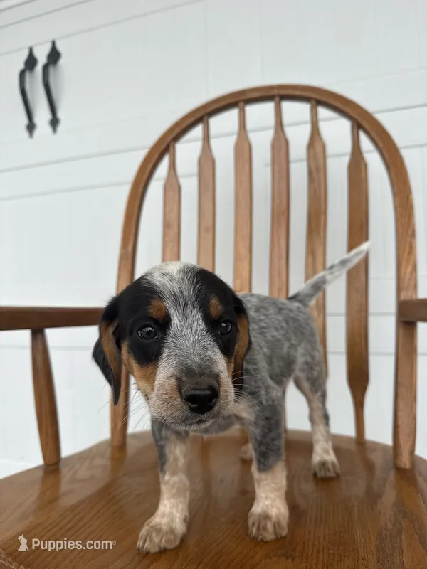 Layla – Australian Cattle Dog, Beagle puppy for sale in Shipshewana, IN