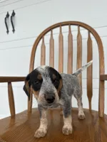 Layla, a female Australian Cattle Dog and Beagle for sale in Shipshewana, IN – 1 of 5