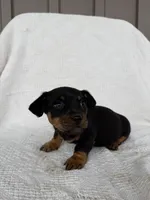 Trevor, a male American Eskimo and Dachshund for sale in Shipshewana, IN – Photo 4 of 5