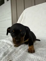 Trevor, a male American Eskimo and Dachshund for sale in Shipshewana, IN – Photo 1 of 5