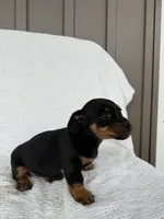 Trevor, a male American Eskimo and Dachshund for sale in Shipshewana, IN – Photo 5 of 5