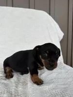 Trevor, a male American Eskimo and Dachshund for sale in Shipshewana, IN – Photo 2 of 5