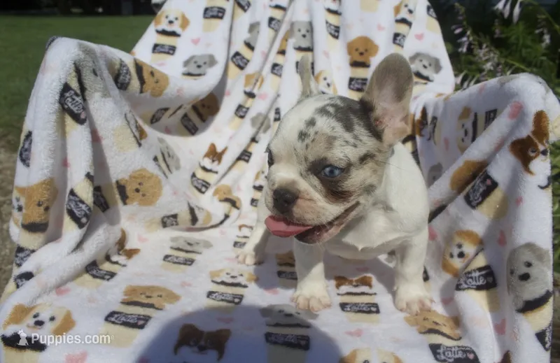 Lola – French Bulldog puppy for sale in Shipshewana, IN