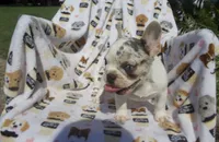 Lola, a female French Bulldog for sale in Shipshewana, IN – 1 of 4