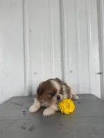 Sally, a female Shih Tzu for sale in Shipshewana, IN – 4 of 6