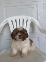 Haven , a male Shih Tzu for sale in Shipshewana, IN – 2 of 6