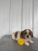 Sally, a female Shih Tzu for sale in Shipshewana, IN – 2 of 6