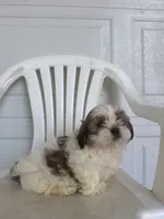 Louie, a male Shih Tzu for sale in Shipshewana, IN – 2 of 5