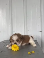 Shania, a female Shih Tzu for sale in Shipshewana, IN – 2 of 5