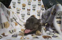 Zach, a male French Bulldog for sale in Shipshewana, IN – 5 of 6