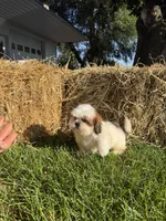 Maverick, a male Shih Tzu for sale in Shipshewana, IN – 6 of 6