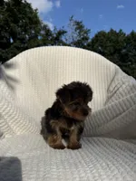 Sammy, a male Yorkshire Terrier for sale in Shipshewana, IN – 5 of 5
