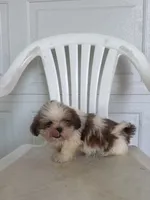 Travis, a male Shih Tzu for sale in Shipshewana, IN – 3 of 5