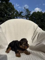 Leah, a female Yorkshire Terrier for sale in Shipshewana, IN – 4 of 4