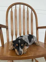 Jade, a female Australian Cattle Dog and Beagle for sale in Shipshewana, IN – 3 of 4