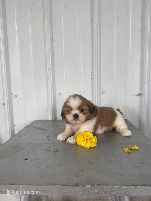 Shania – Shih Tzu puppy for sale in Shipshewana, IN