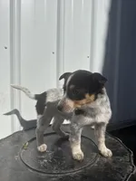 Macie, a female Cavalier King Charles Spaniel and Miniature Pinscher for sale in Shipshewana, IN – Photo 3 of 7