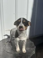 Macie, a female Cavalier King Charles Spaniel and Miniature Pinscher for sale in Shipshewana, IN – Photo 1 of 7
