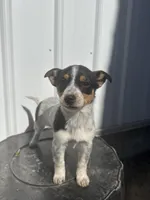 Macie, a female Cavalier King Charles Spaniel and Miniature Pinscher for sale in Shipshewana, IN – Photo 2 of 7