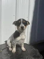 Macie, a female Cavalier King Charles Spaniel and Miniature Pinscher for sale in Shipshewana, IN – Photo 6 of 7