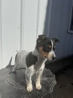Macie, a female Cavalier King Charles Spaniel and Miniature Pinscher for sale in Shipshewana, IN – Photo 5 of 7