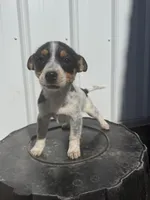 Macie, a female Cavalier King Charles Spaniel and Miniature Pinscher for sale in Shipshewana, IN – Photo 4 of 7