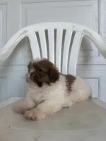 Haven , a male Shih Tzu for sale in Shipshewana, IN – 5 of 6