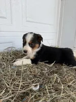 Riley, a female Border Collie for sale in Shipshewana, IN – Photo 5 of 6