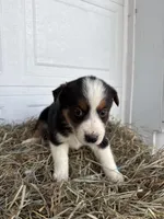 Riley, a female Border Collie for sale in Shipshewana, IN – Photo 3 of 6