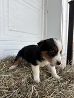 Riley, a female Border Collie for sale in Shipshewana, IN – Photo 2 of 6